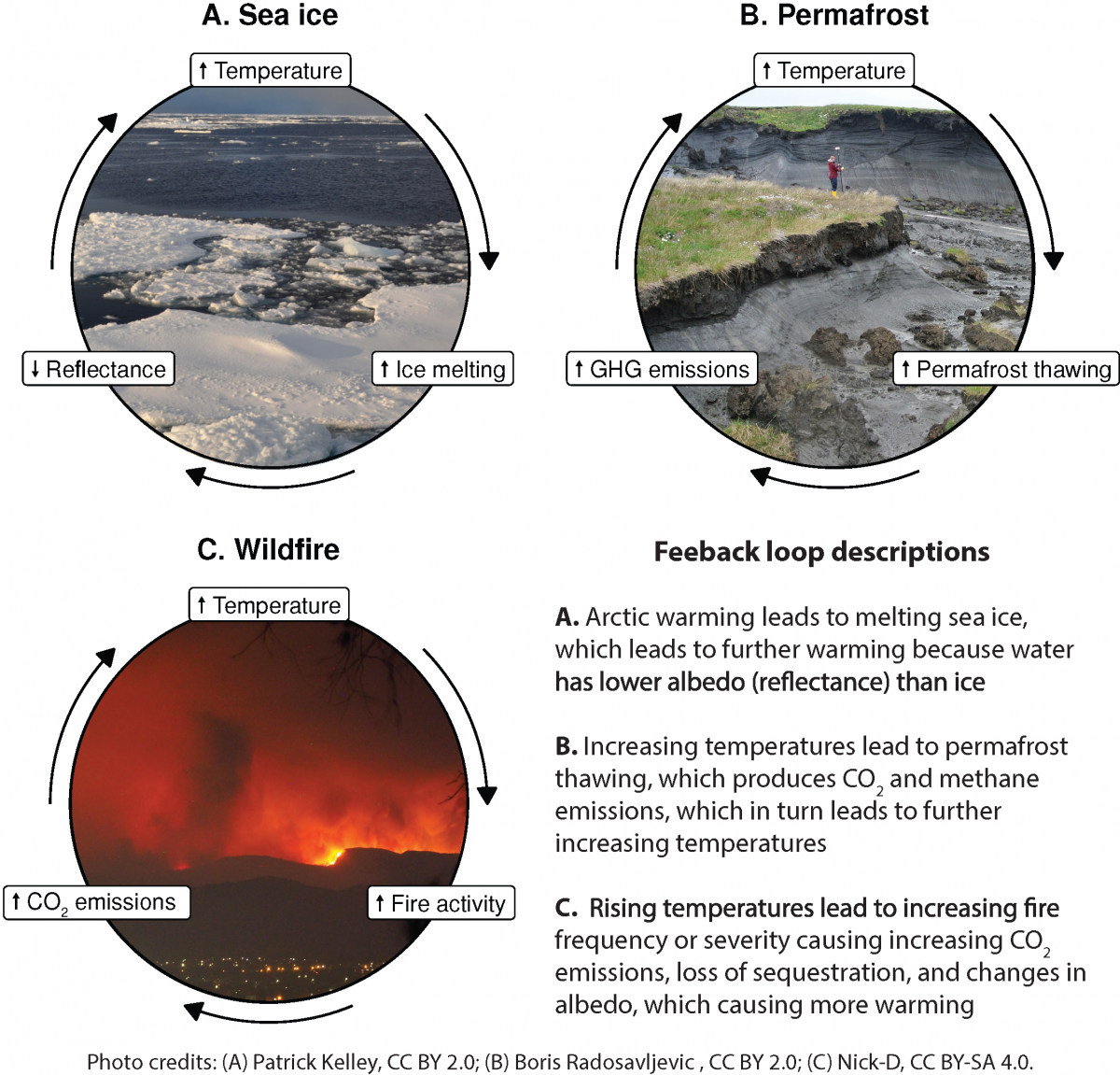 climate-feedback-loops-alliance-of-world-scientists