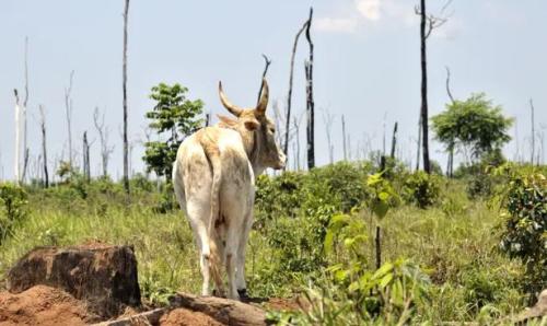 Vast areas of the Amazon rainforest are being burned and cleared for grazing cattle. Photograph: Florian Kopp/imageBROKER/REX/Shutterstock
