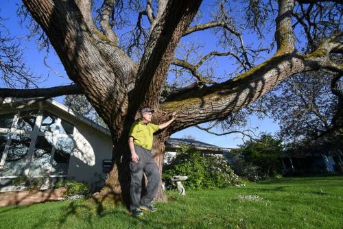 Bill Ripple stands in his front yard under a catalpa tree