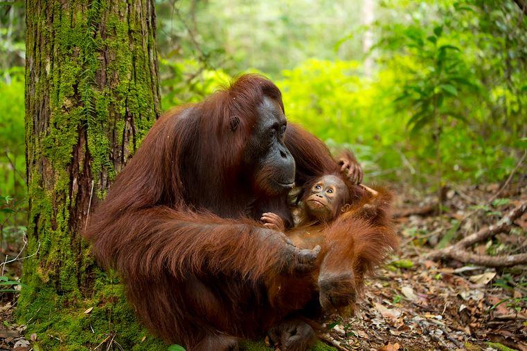 The Bornean orangutan. Photo Credit: Shutterstock/Katesalin Heinio.